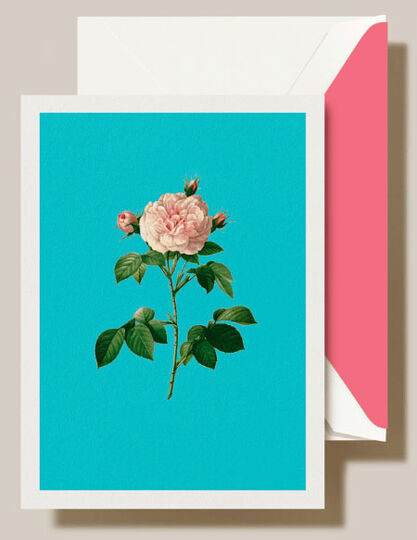 Modern Vintage Cabbage Rose Boxed Folded Note Cards